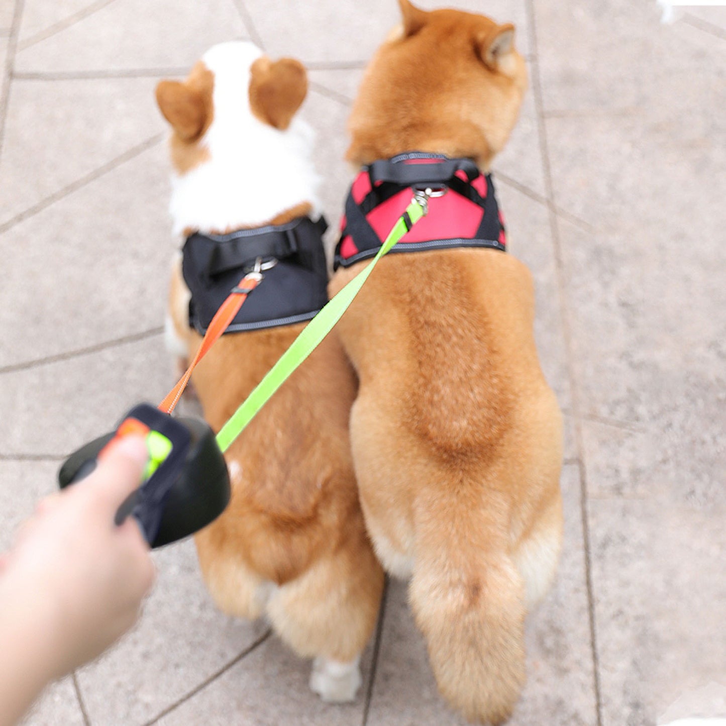 Premium Double Dog Leash